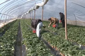 徽州区：“鲜果时光”开启 冬季时令水果甜蜜“登场”图片