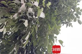 洗不掉弄得脏！成都这种行道树树果掉落惹人烦 市民建议优化树种图片