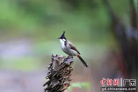 （组图）南岭之鸟类：多样性丰富 筑巢安居繁衍生息图片