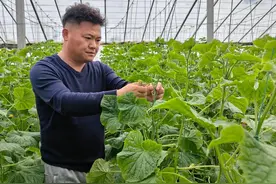 特色黄瓜持续上新，产区优势变品种研发优势图片