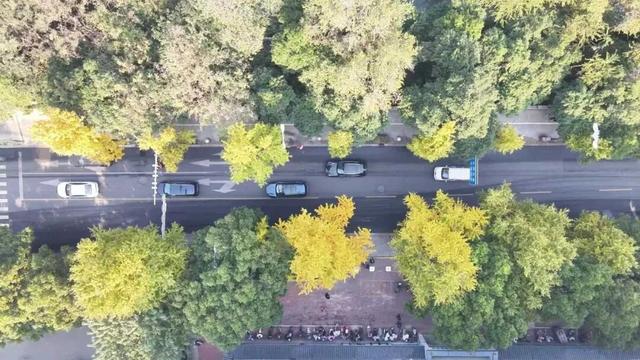 错过等一年！扬州这些银杏观赏点位已进入最佳观赏期→