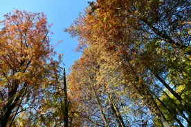 今晚到明晨仍然“冻冰冰”，后天最低气温回升至10℃以上图片