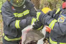 村庄周边现眼镜王蛇和30枚蛇蛋：村民不敢独自出行，7名消防员联手挪窝视频封面