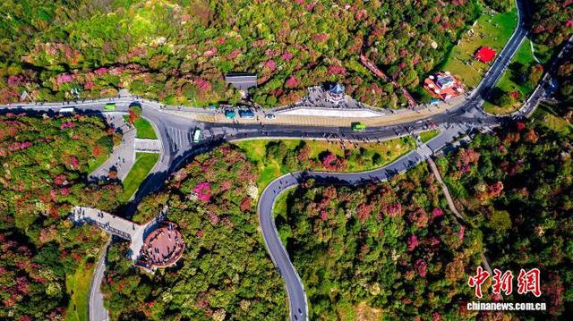 “地球彩带”贵州毕节百里杜鹃景区盛花期吸引游客