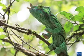 马达加斯加的生物多样性——变色龙图片