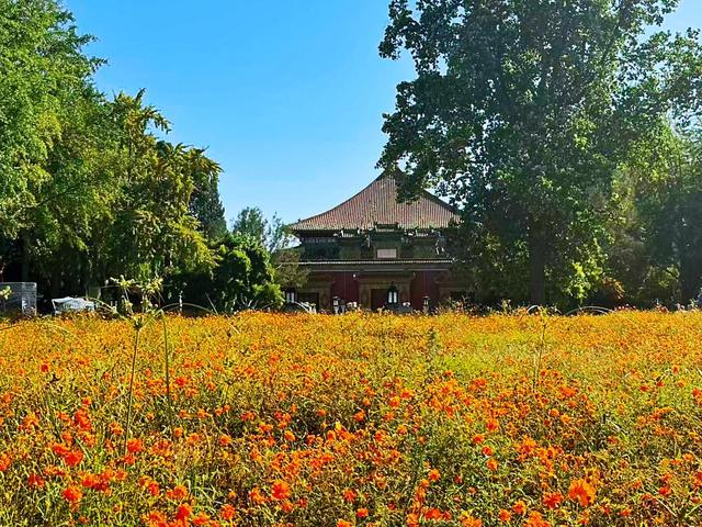 北海公园万佛楼前硫华菊盛放！花期将持续至9月底