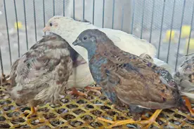 “世界最小鸡”安丘展翅图片