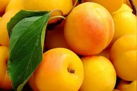 属于杏子的季节，你吃了哪一种？图片