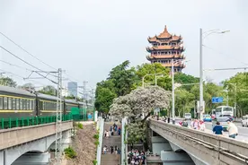 苦楝花开了，快来黄鹤楼西门打卡图片