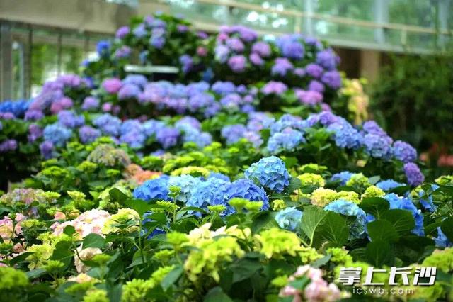 浪漫拉满！省植物园六大绣球绽放等你来打卡 ｜ 组图