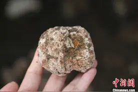 海南橡胶林下新产业：虎乳灵芝批量上市图片