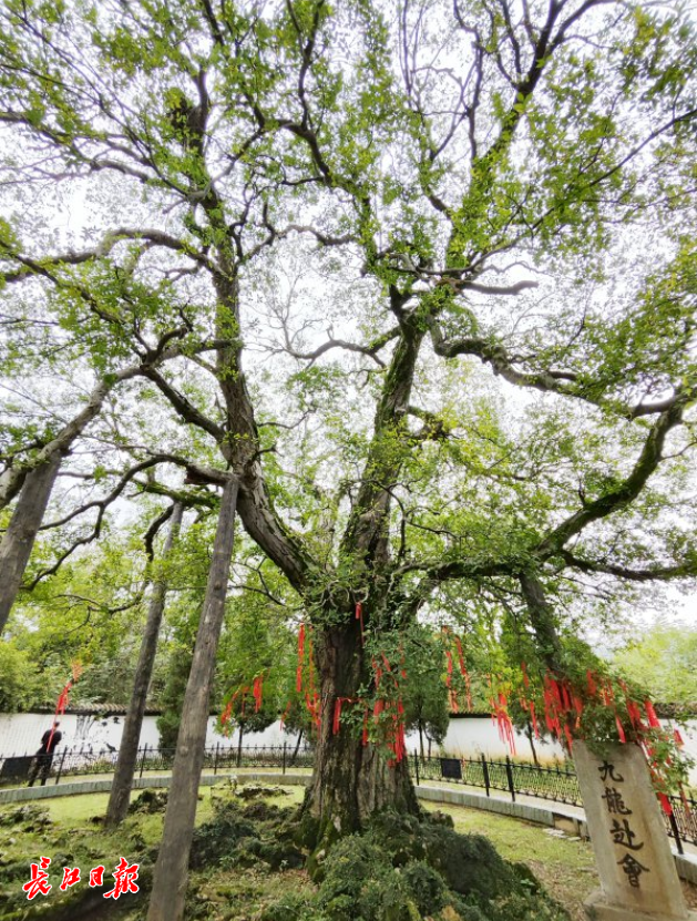 一路可赏多棵百岁古树，武汉推荐6条古树特色游线
