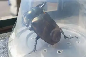 十分稀有！国家二级保护动物再现江西！你见过吗？图片