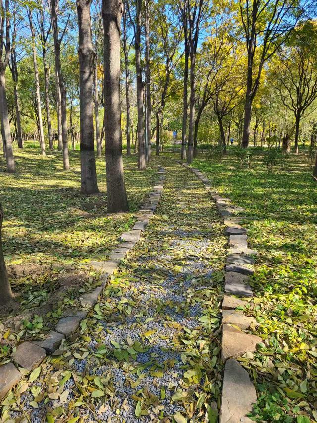 西会休闲园焕新回归，居民打卡秋日美景