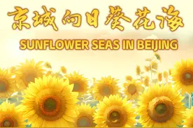 一图了解丨京城向日葵花海都在哪儿？图片