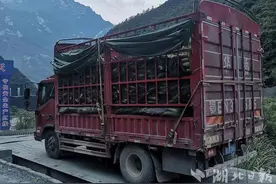 兴山李家山村：撂荒地里“刨”出“金”图片