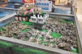 金秋大闸蟹价更“香”  小心“纸螃蟹”也“钳手”图片