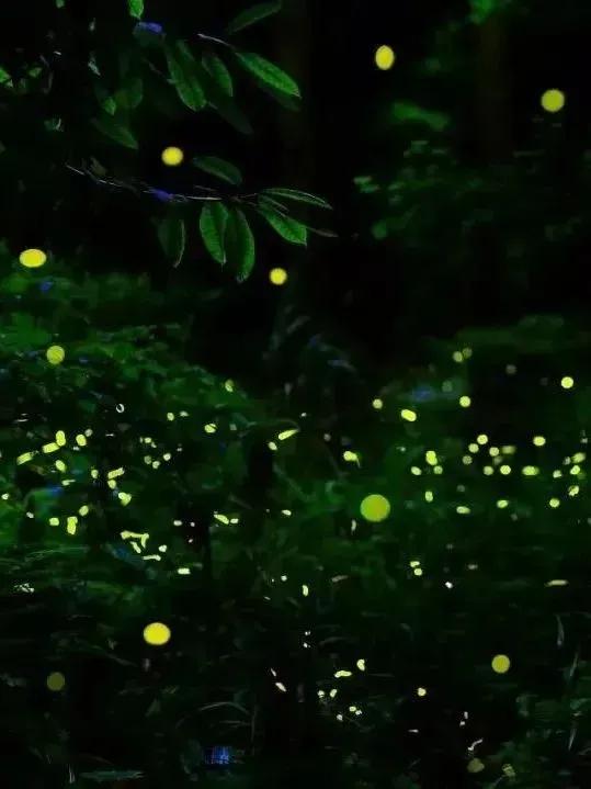 今年第一波萤火虫，可！以！看！了！