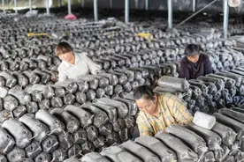 河南正阳：特色产业铺就乡村富民路图片