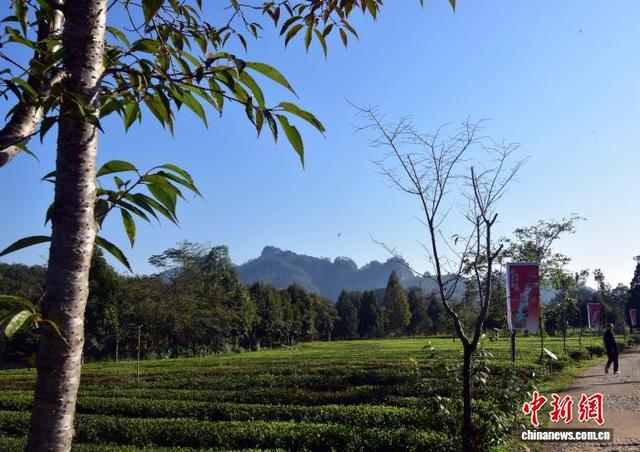 武夷山茶园冬日景致迷人