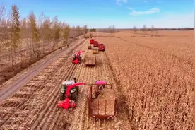 高质量发展看中国丨“玉米之乡”唱响主题“变奏曲”图片