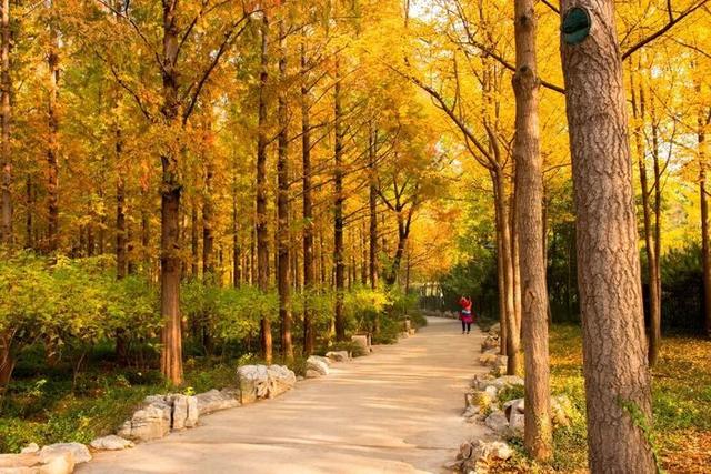 这份秋色图鉴，带您打卡藏在公园里的济南秋景