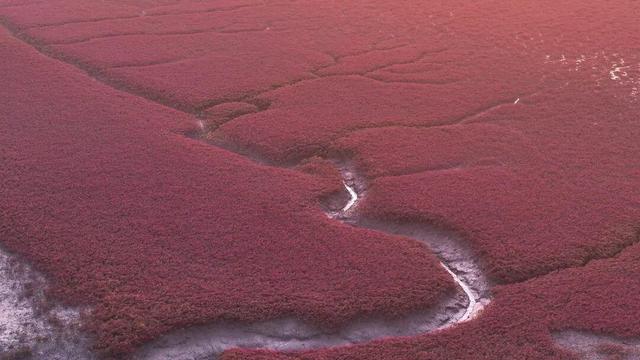 南海新区：秋染湿地披红装