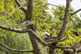 陕西洋县：守好朱鹮就守好了“金饭碗”图片