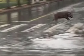 安徽一高校惊现野猪狂奔，校方回应：已捕获，移交林业部门图片