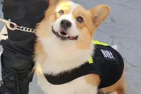 “请叫我福sir！”全国首只“柯警官”最新训练场面大公开图片