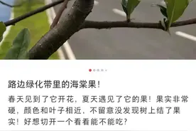成都路边绿化带海棠树结果！专家：能吃但不建议吃图片