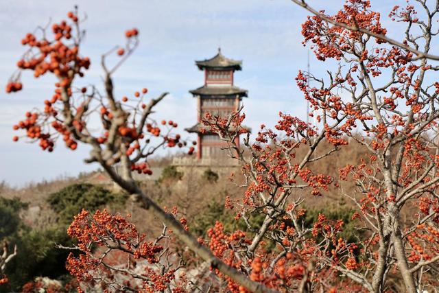 山东泰安山城联动共擎绿色画卷，激活高质量发展新动能