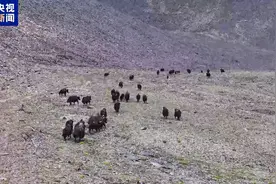 野牦牛家族现身青海 小牛犊紧跟妈妈，萌化了！图片