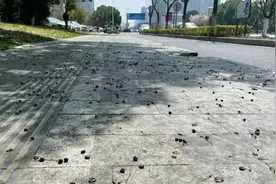 注意！这种果子街头大量出现图片