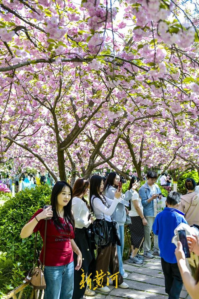 泉畔晚樱盛放，“樱花雨”引爆打卡潮