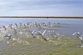 呼伦贝尔：呼伦湖流域鱼类总量超15万吨图片