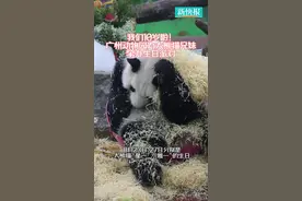 我们10岁啦！广州动物园为大熊猫“星一”“雅一”举办生日派对图片