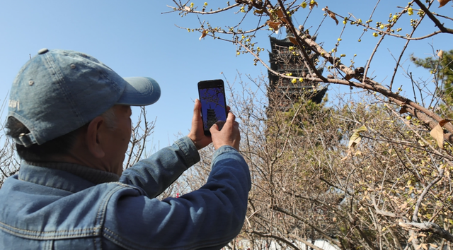 蜡梅香中“充电”疗愈！方塔园邀你共赴冬日花事