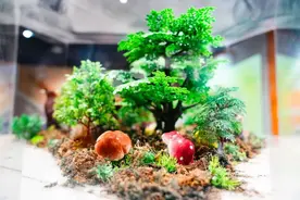 展项拾趣丨死去的生物去哪儿了，揭秘自然界的隐秘“重生”仪式图片