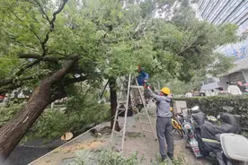 疾风骤雨致北京多地树木倒伏 市园林绿化局组织紧急清运 后续会在相应位置补植图片