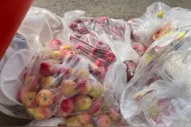 美媒：纽约市政府向学校拨发近27.9万箱苹果，其中数千箱被浪费图片