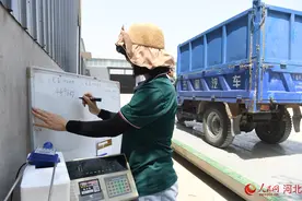 河北定州：小麦测产迎丰收图片