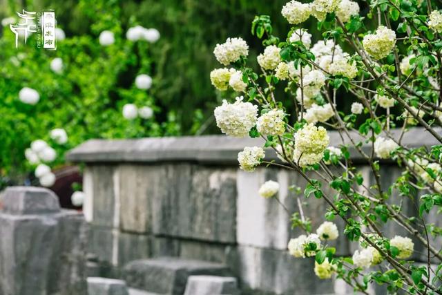 花样秦淮｜绣球花开