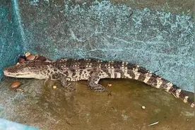 大连城区出现狐狸、鳄鱼等动物，放生乱象到底该谁管？图片