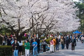 武汉大学：校园樱花开放期间严禁外来人员、车辆违规入校视频封面