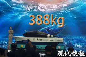 长3.2米，重388公斤！蓝鳍“金枪鱼王”现身进博会图片