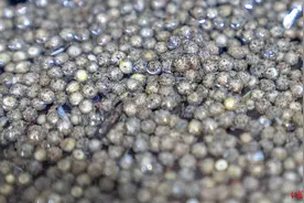 好消息！长江鲟在人工改造产卵场自然繁殖成功，为重建野外种群迈出重要一步图片