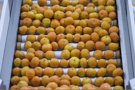 春季太冷夏季太热，今年涌泉蜜橘减产，主力品种“宫川”预计本月底上市图片