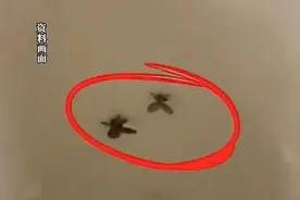 洗手间里很常见！深圳一男子随手拍死蛾蚋，被迫摘除眼球图片