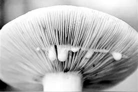 新知｜为何这些蘑菇会“分泌乳汁”甚至“流血”？图片